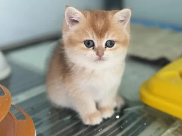En Güzel British Shorthair Yavrularımız Ziyarete Açık