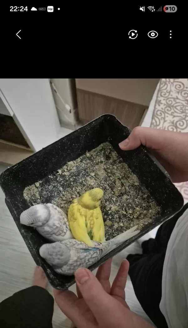 Bebek Muhabbet Kuşları