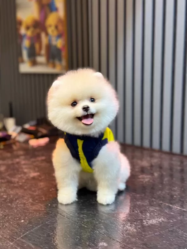 Dişi Ve Erkek Pomeranian Boo Yavrularımız