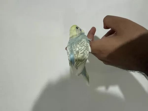 El Besleme 2026 Bilezikli Renk Güzeli Bebek Muhabbet Kuşu