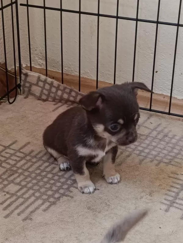 Mini Chihuahua ( Şivava ) Yavrularımız