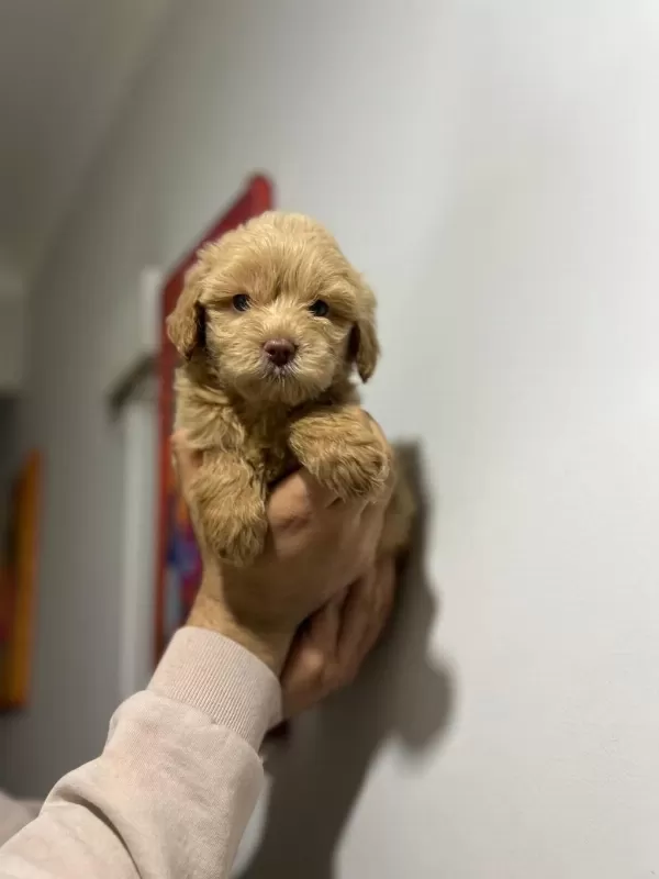 Maltipoo Adrese Teslim, Kapıda Ödeme Yapabilirsiniz