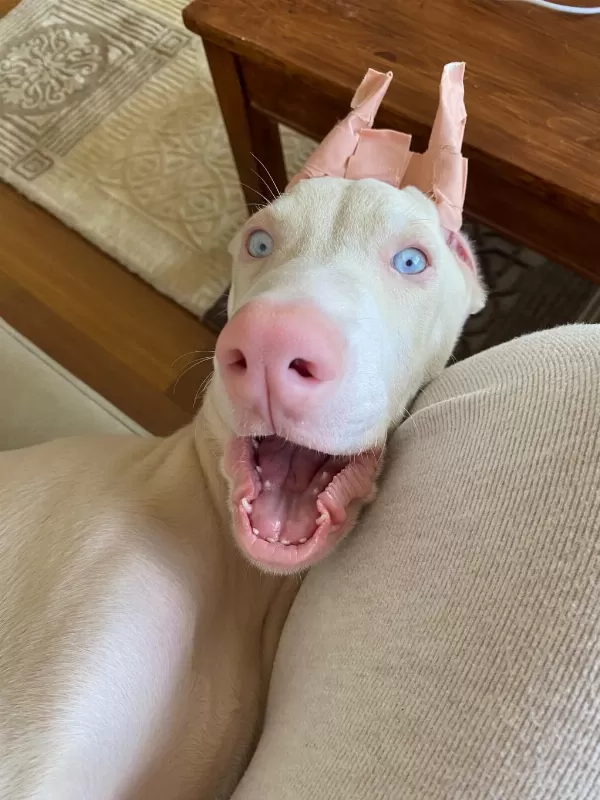 Türkiye'de Eşi Benzeri Olmayan Albino Doberman