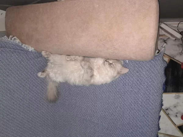 Çok Sevimli Ve Akıllı Chinchilla Kedisi