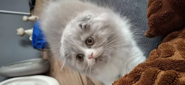 Bicolor Dişi 3 Aylik Scottish Fold