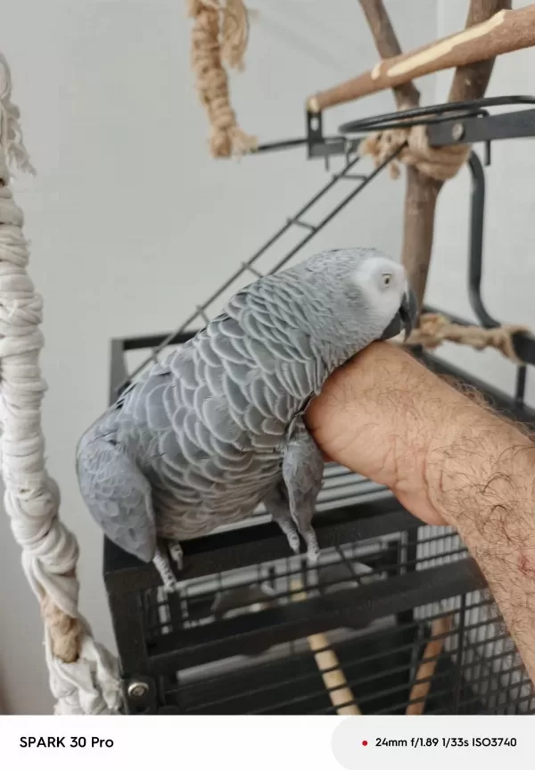 Sahiplendirilecek Jako Papağanı