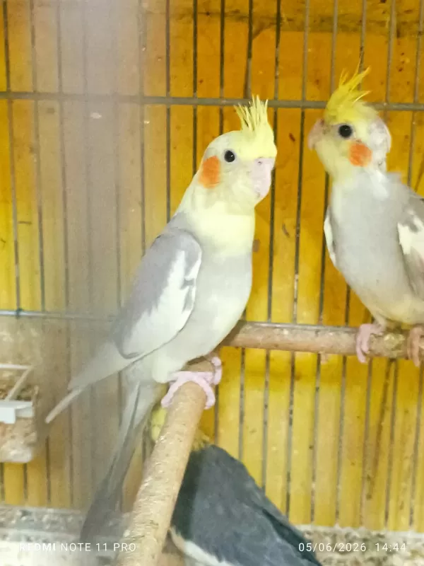Hobiciden Bebek Sultan Papağanlar