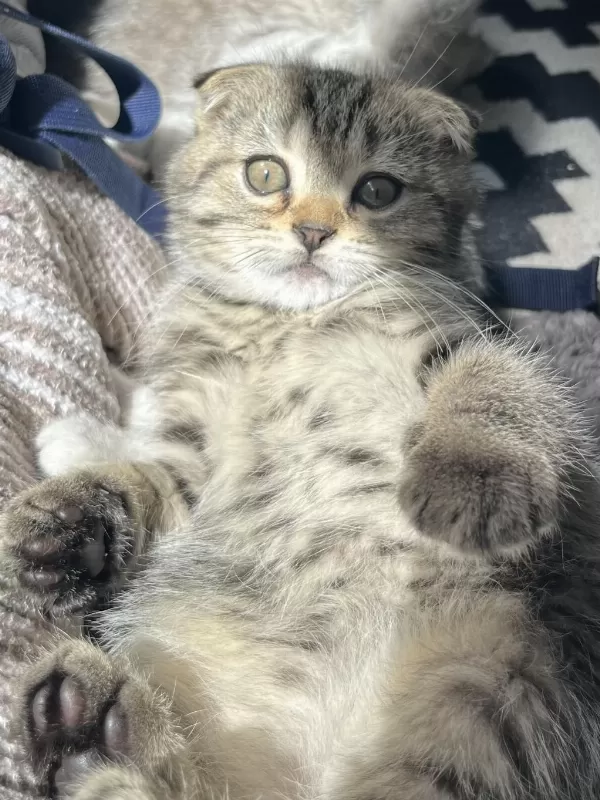 Yavru Scottish Fold Kedimiz