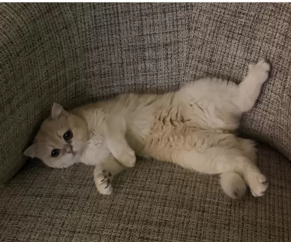 British Shorthair Golden