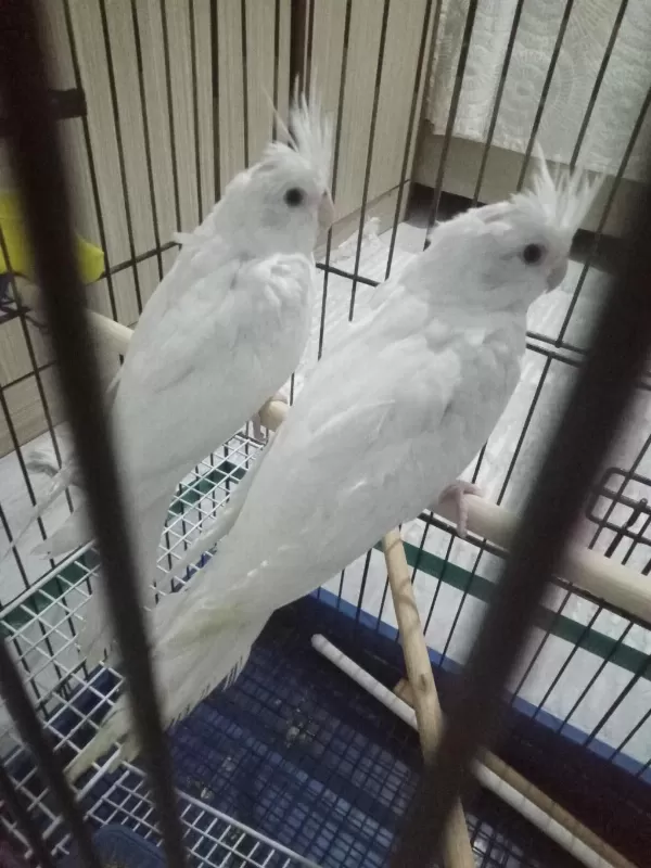 Evcil Albino Sultan Papağanı Yavrular