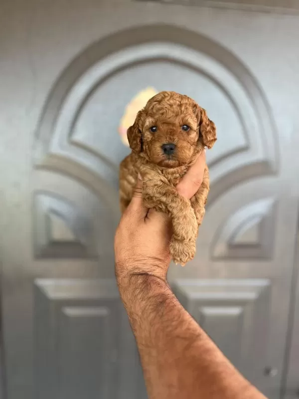 Harika Toy Poodle Yavrular