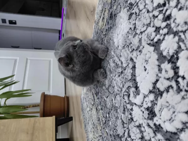 Acil Sahiplendirilecek British Shorthair Dişi