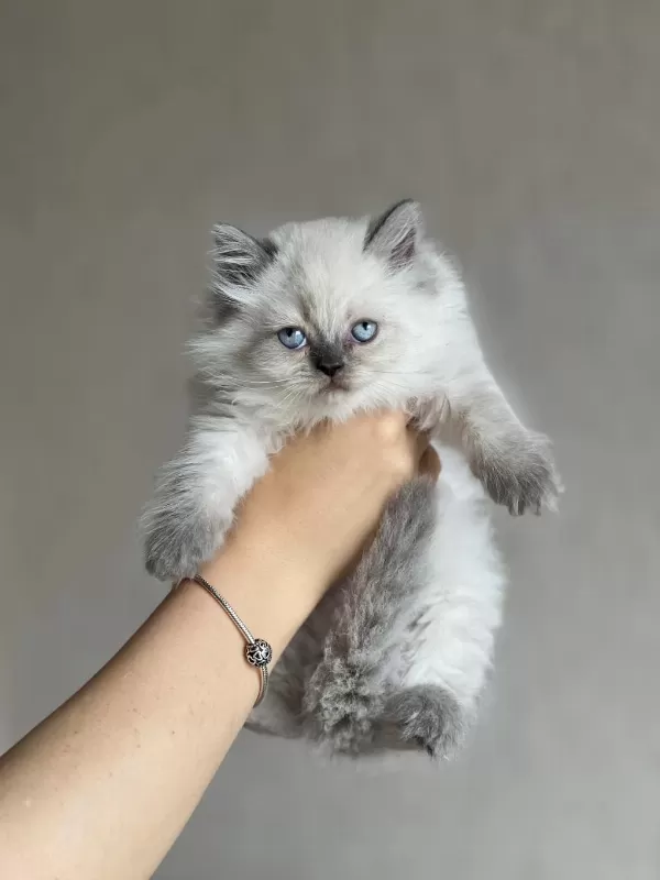 Evinizin Neşesi British Longhair Blue Point
