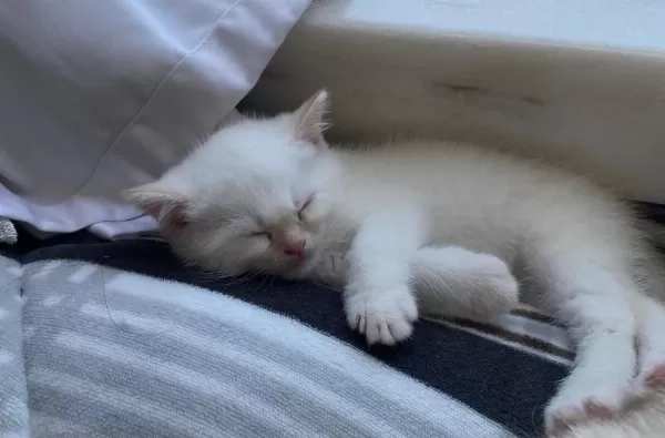 Mavi Gözlü British Shorthair Dişi Yavru Yuva Arıyor