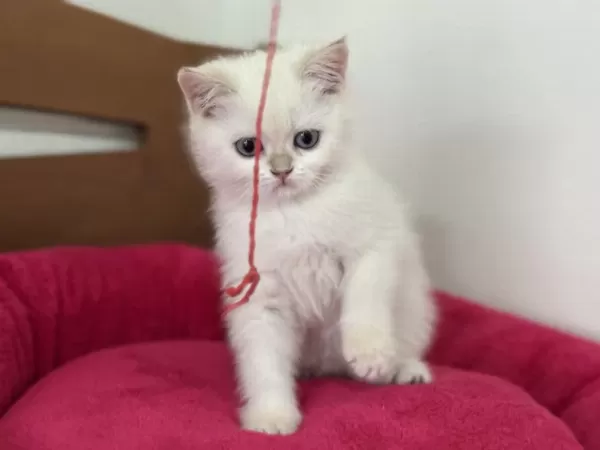 Yasal Çiftlikden Ziyarete Açık British Shorthair