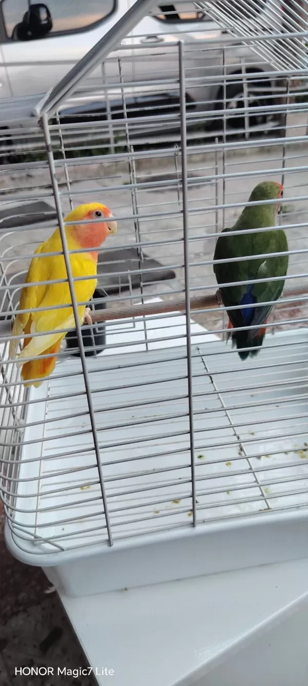 2 Adet Dişi Sevda Papağanı