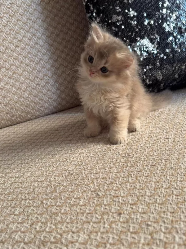 Safkan British Longhair Yavrular