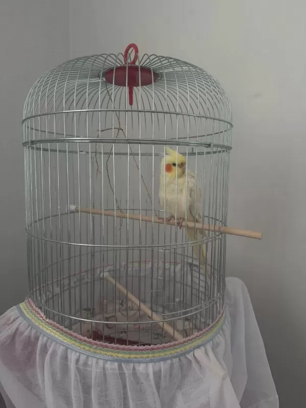 1 Yaşında Erkek Sultan Papağanı Ele Alışkın