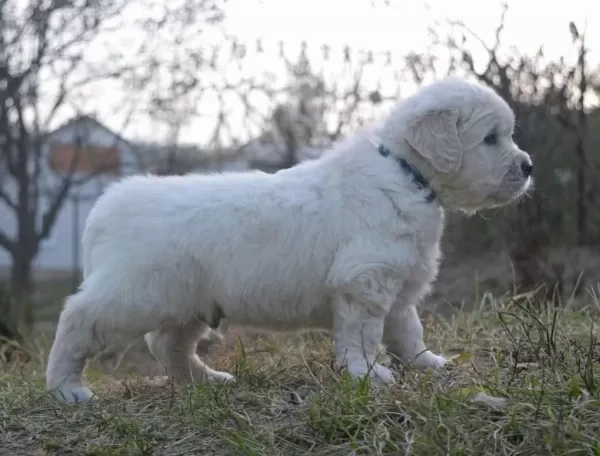 Golden Retriever Yavrular Canlı Görerek Alabilirsiniz