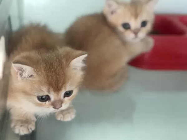 Ankaranın En Güzel British Shorthair Yavruları