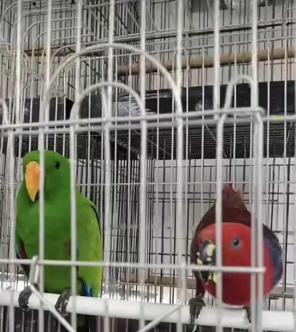Resmi Belgeli Yavru Eclectus Papağanları