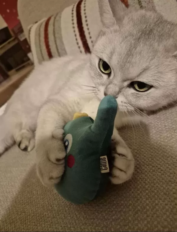 5 Yaşında Kısır Erkek British Shorthair Oyuncu
