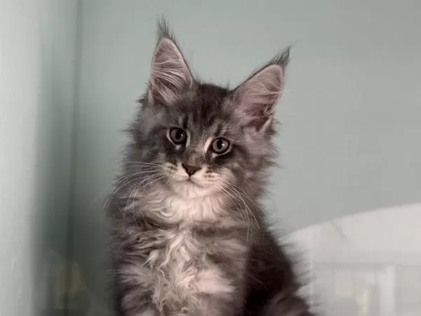 Show Kalite Maine Coon Yavrularımızı Canlı Görün