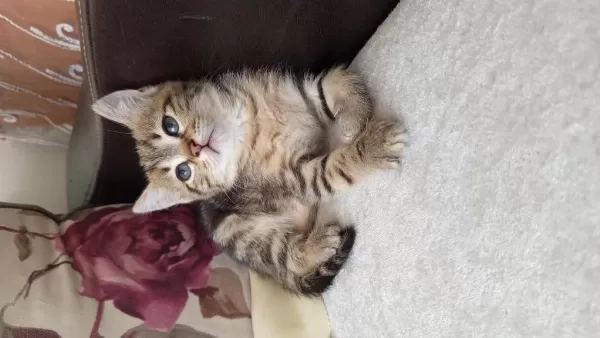 British Shorthair Yavrularımız Yeni Ailelerini Bekliyor