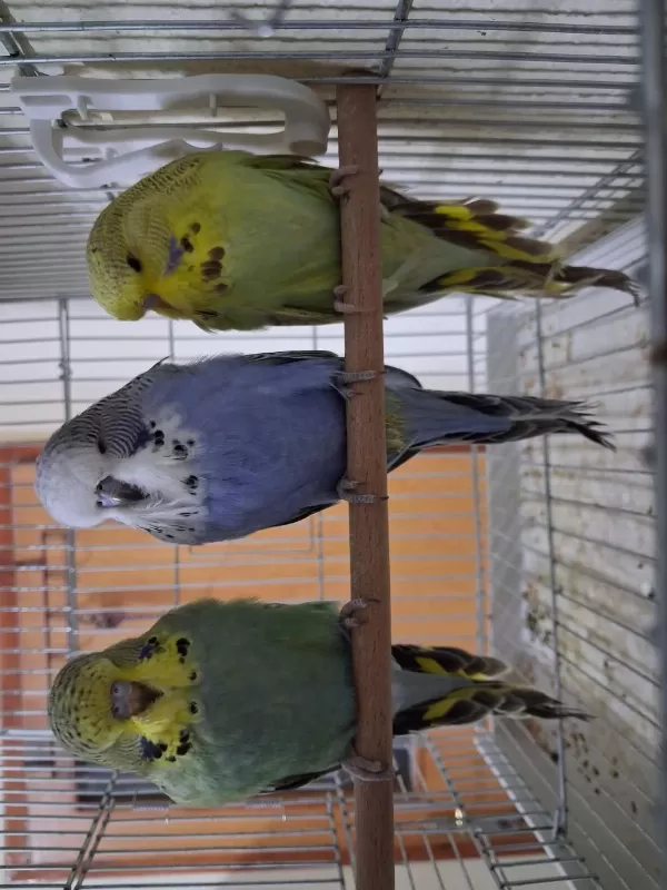 Yavru Show Jumbo Muhabbet Kuşları