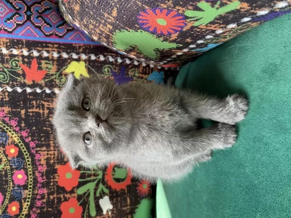 Gri Kırık Kulak Scottish Fold Yavru