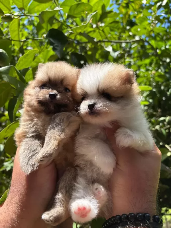 Safkan Pomeranian Yavrularim Sağlik Ve İrk Garantilidir