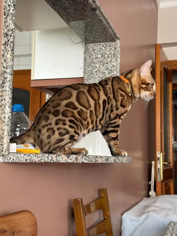 Bengal Kedisi Muhteşem Güzellik