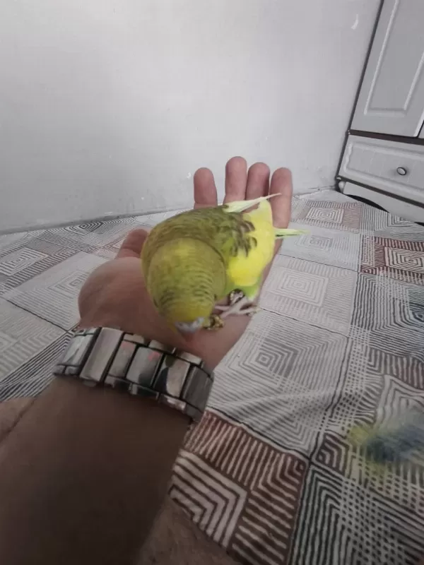 Satılık Yeni Yeme Düşmüş Muhabbet Kuşu