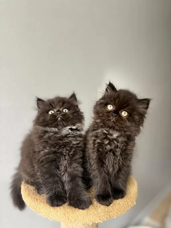 British Longhair Yavrularımız