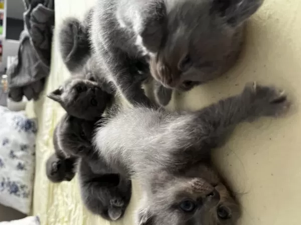 Saf Kan British Shorthair Yavruları