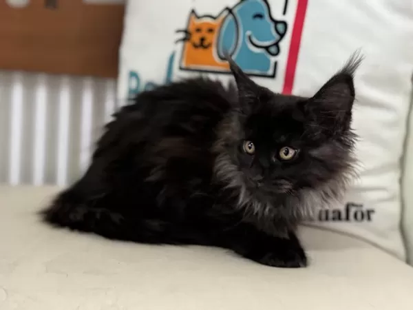 Çok Özel Black Smoke Maine Coon Yavrularımız