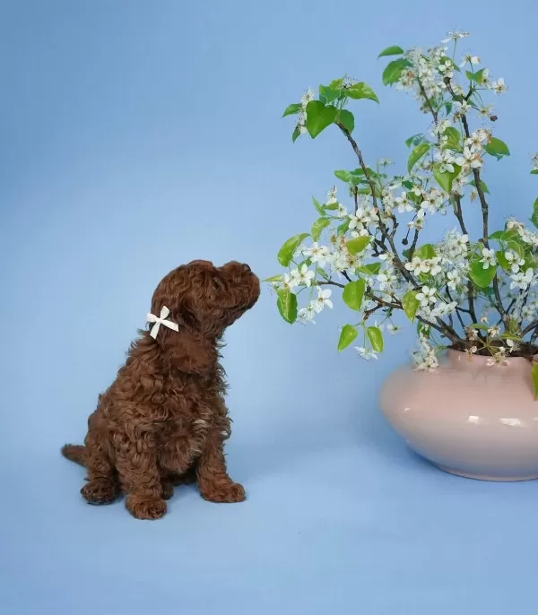 İrk Garantili Toy Poodle Yavrulari