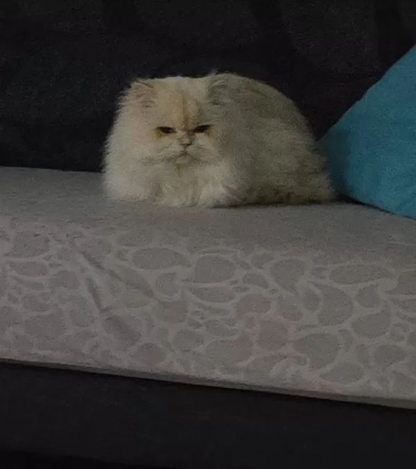 Ömürlük Yuva British Longhair Kedisi