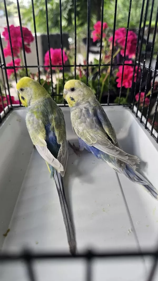 Rengarenk Üst Vasif Rainbow Muhabbet Takimlar