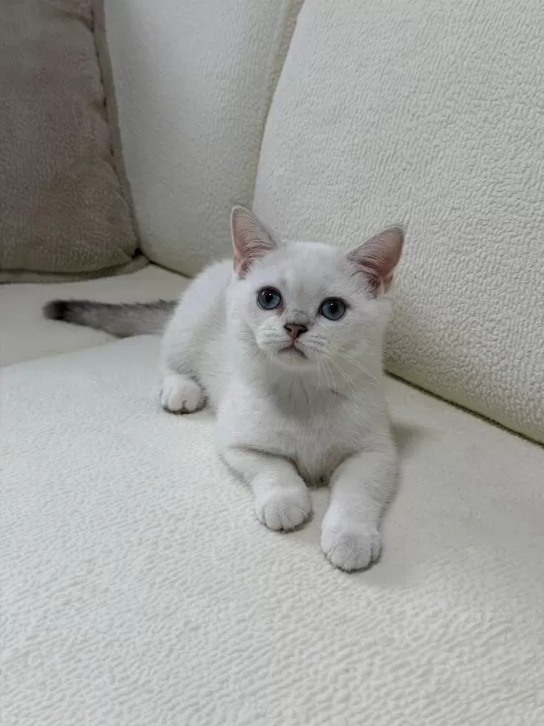 Anne Altından Safkan Mavi Göz Dişi British Shorthair