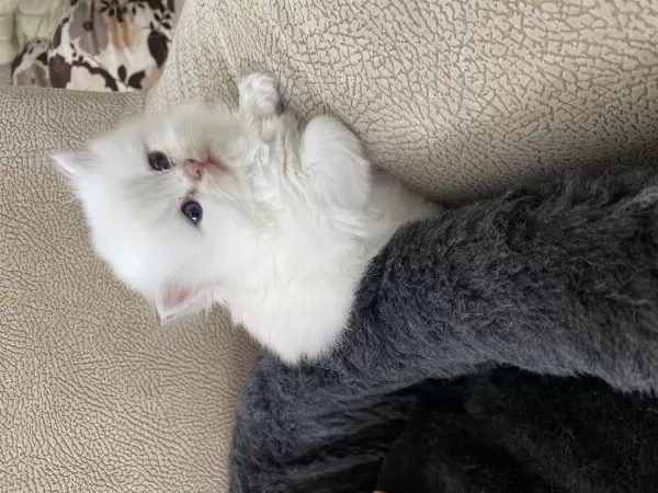 Dünyalar Tatlisi Gold British Longhair Yavrularımız