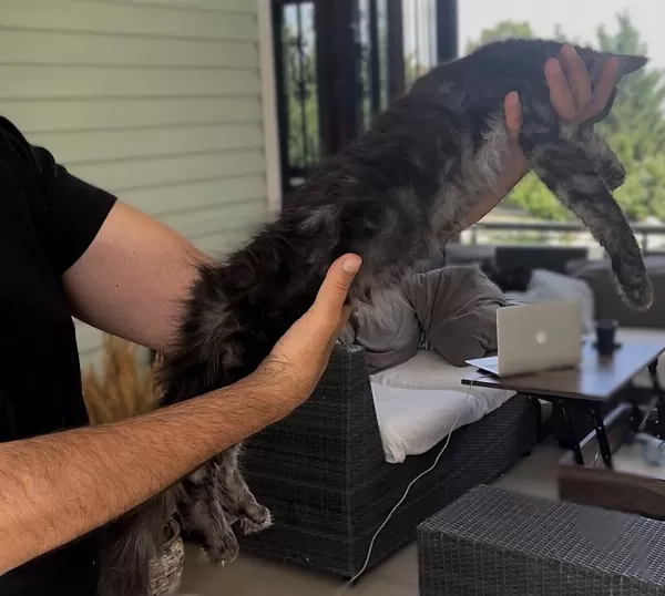 Wcf Üyesi Grand Design Catteryden Black Smoke Maine Coon