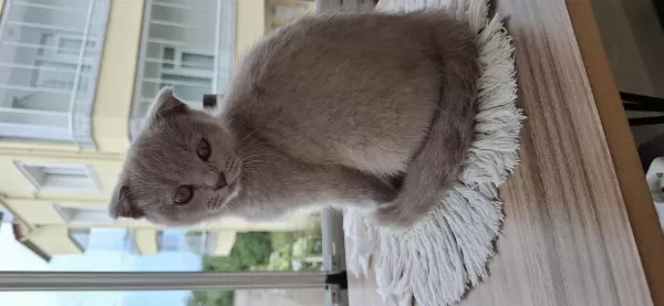 2 Aylık Yavru Scottish Fold