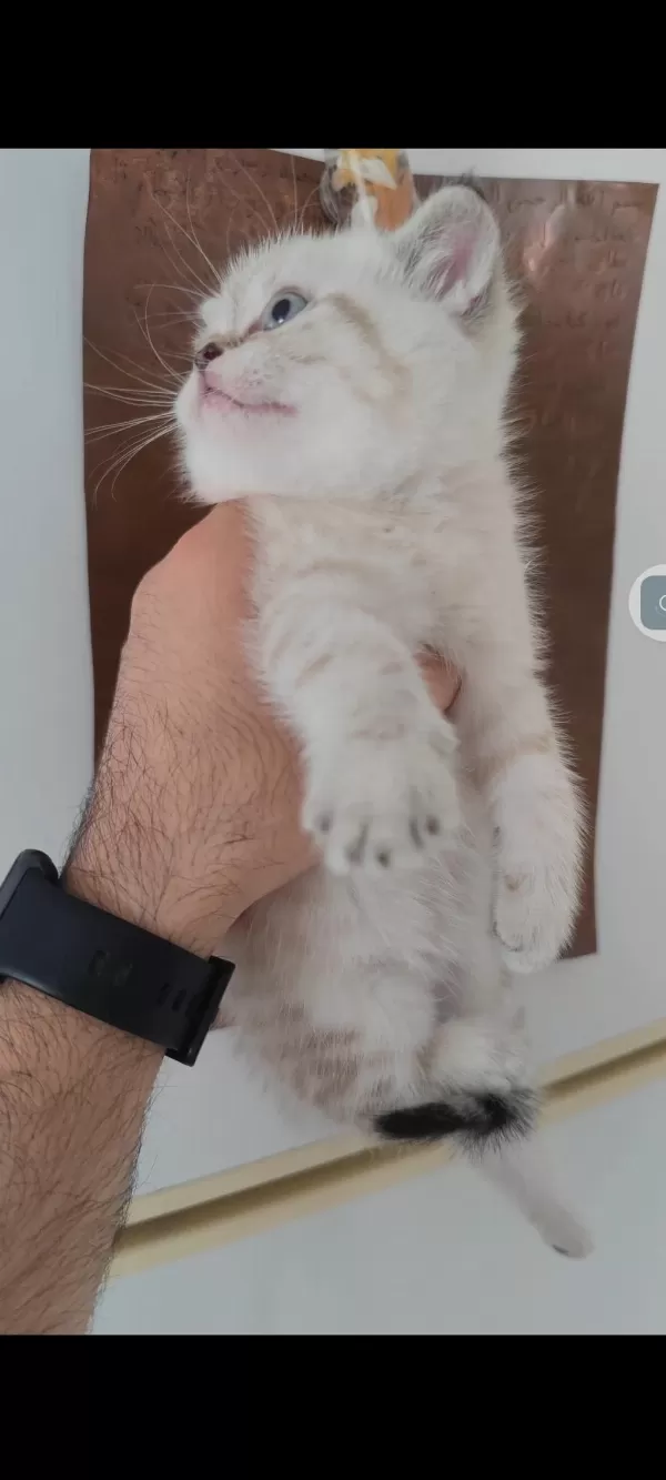 British Shorthair Kedisi