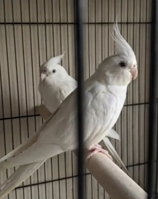 Yavru Görmüş Albino Sultan Papağanı Takımlar