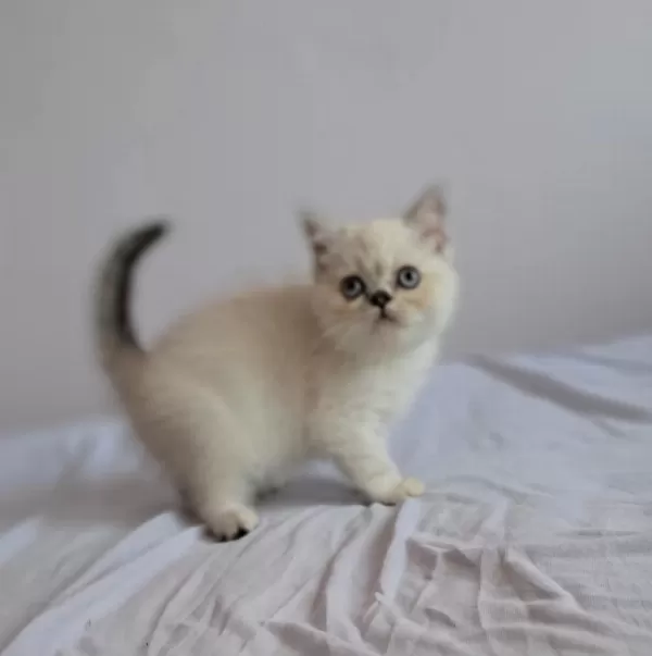 British Shorthair Point Erkek