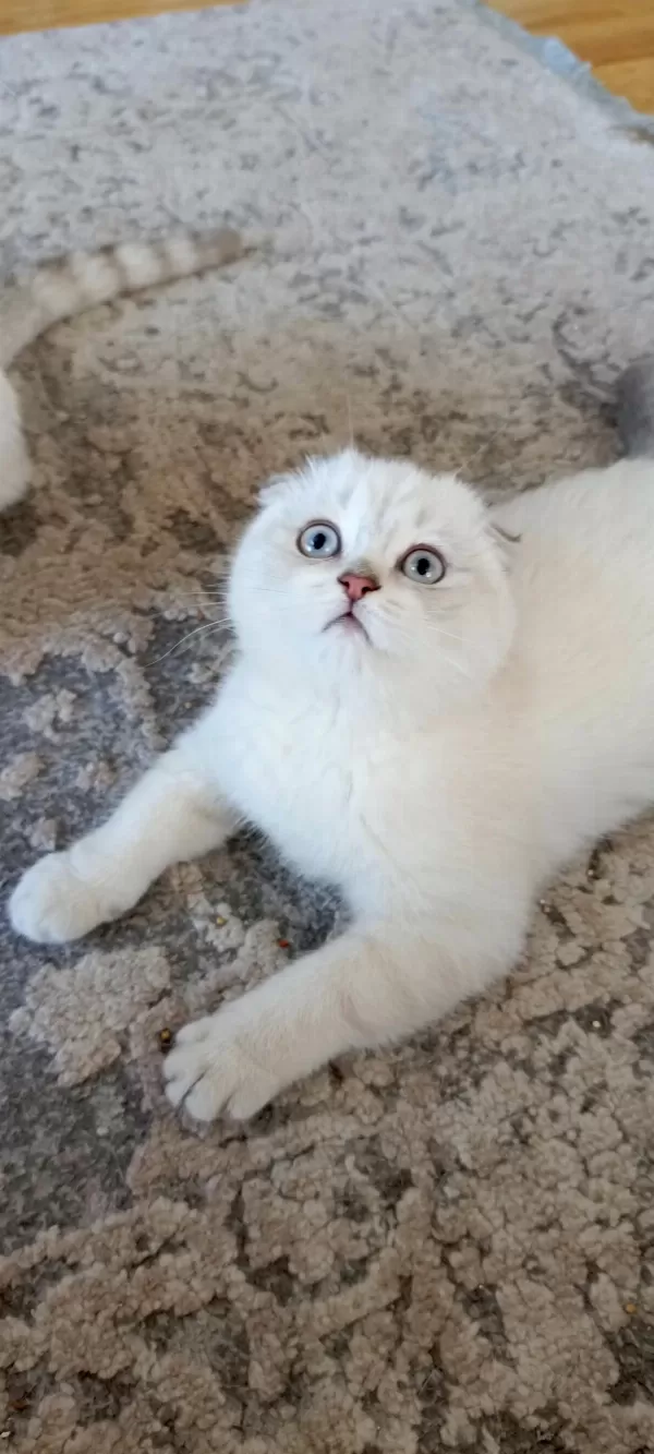 Bu Güzel Gözlü Scottish Fold Prenses Ailesini Bekliyor