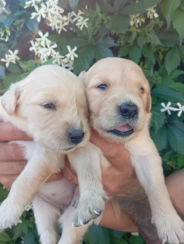 İrk Ve Sağlik Garanti Golden. Retriewer Yavrularimuz
