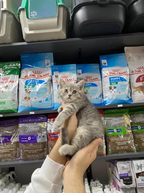 Dişi Ve Erkek Silver Tabby Bebek British Shorthair