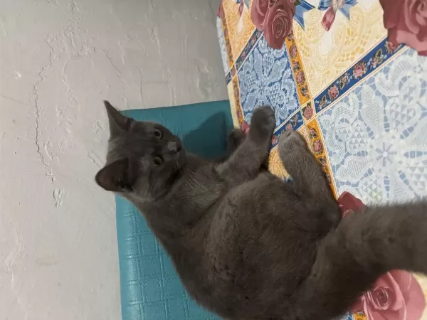 Ücretsiz Verilecek British Shorthair Kedisi